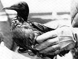 1967. Thousands of Guillemots were among seabirds killed by the Torrey Canyon oil spill, this one at a rescue station.