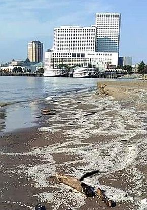 August 2020. Nurdle deposits along New Orleans waterfront following spill on Mississippi River. Photo, Liz Marchio, NOLA.com.