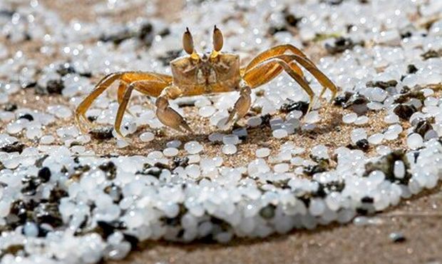 A tiny crab trying to make its way on a Sri Lankan beach polluted in May 2021 with pre-production plastic pellets known as nurdles that washed ashore on miles of coastline from an offshore burning and sinking container ship, the MV X-Press Pearl. Details later below. (Eranga Jayawardena/Associated Press & Washington Post).