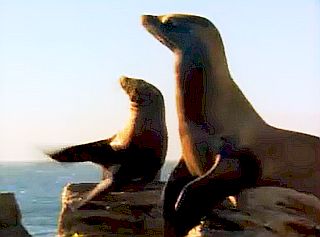 “Clapping” sea lions from Du Pont's “Applause” TV ad of 1990-92, though not found in the Gulf of Mexico.